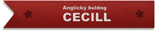 CECILL Anglický buldog